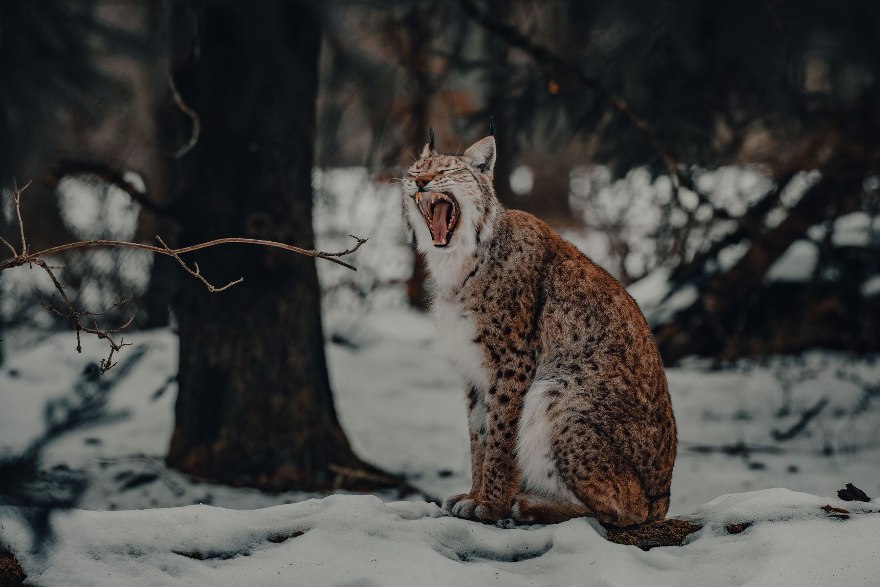 The symbol — the lynx
