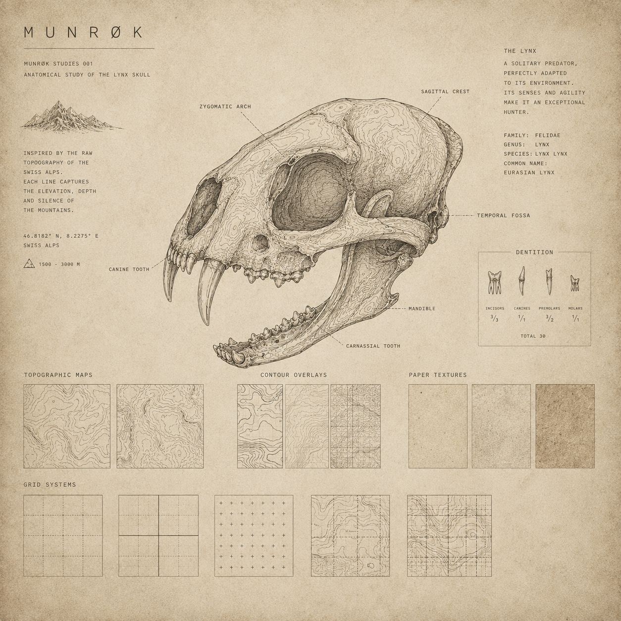Anatomical specimen study — lynx skull